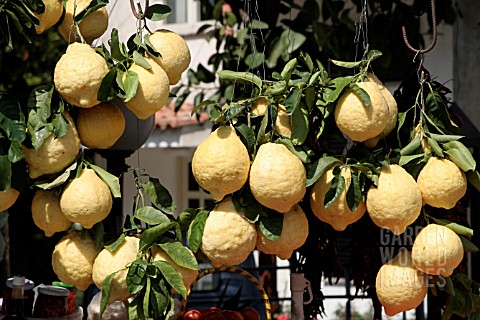 CITRUS_LEMON_FOR_SALE