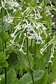 NICOTIANA SYLVESTRIS