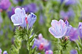 ECHIUM PLANTAGINEUM