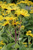 INULA HELENIUM