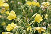 OENOTHERA BIENNIS