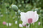 PAPAVER SOMNIFERUM KITE