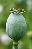 PAPAVER SOMNIFERUM KITE