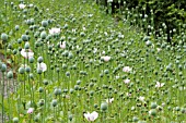 PAPAVER SOMNIFERUM KITE