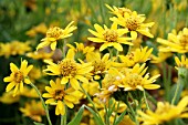 ARNICA CHAMISSONIS