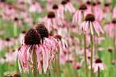 ECHINACEA PALLIDA