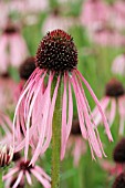 ECHINACEA PALLIDA