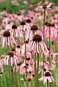 ECHINACEA PALLIDA