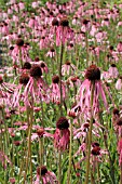 ECHINACEA PALLIDA