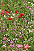 MEADOW, SHORT SEED MIX IN FLOWER