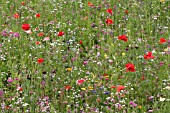 MEADOW, SHORT SEED MIX IN FLOWER