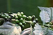 COFFEA ARABICA