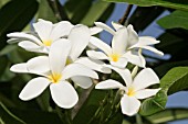 FRANGIPANI, PLUMERIA