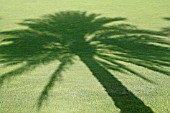 SHADOW OF PALM TREE, ZABEEL PARK, DUBAI