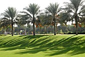 PALM TREES IN ZABEEL PARK, DUBAI