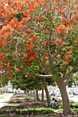 ROW OF DELONIX REGIA, DUBAI