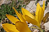 STERNBERGIA CLUSIANA, LEBANON