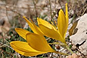 STERNBERGIA CLUSIANA, LEBANON