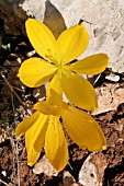 STERNBERGIA CLUSIANA, LEBANON