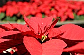 EUPHORBIA PULCHERRIMA, POINSETTIA