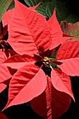 EUPHORBIA PULCHERRIMA, POINSETTIA