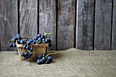 CONCORD GRAPES