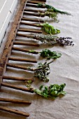 HERB STILL LIFE - RACK WITH MIXED HERBS