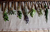 HERB STILL LIFE - RACK WITH MIXED HERBS