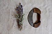 HERB STILL LIFE - LAVANDULA