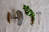 HERB STILL LIFE - MINT