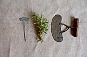 HERB STILL LIFE - ROSMARINUS