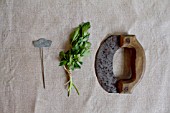 HERB STILL LIFE - PARSLEY