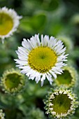 ERIGERON GLAUCUS WHITE FORM