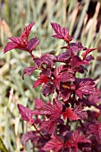 PHYSOCARPUS OPULIFOLIUS LADY IN RED