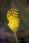 KNIPHOFIA EARLY BUTTERCUP