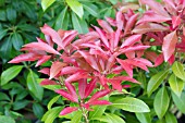 PIERIS MOUNTAIN FIRE