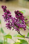 SYRINGA VULGARIS SENSATION