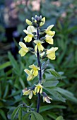 THERMOPSIS VILLOSA