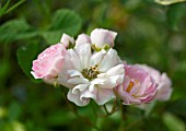 ROSA HAVERING RAMBLER