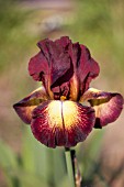 IRIS PROVENCAL