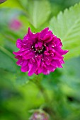 RUBUS SPECTABILIS OLYMPIC DOUBLE