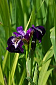 IRIS VERSICOLOR MYSTERIOUS MONIQUE