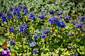 CORYDALIS SPINNERS