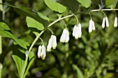 POLYGONATUM BIFLORUM