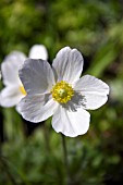 ANEMONE SYLVESTRIS MACRANTHA