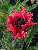 PAPAVER ORIENTALE CLOCHARD