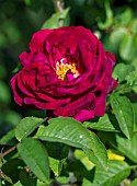 ROSA MRS ANTHONY WATERER