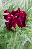 PAPAVER ORIENTALE ROYAL CHOCOLATE DISTINCTION