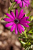 OSTEOSPERMUM NAIROBI PURPLE