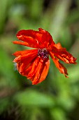 PAPAVER ORIENTALE FIREFLY